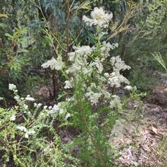 Bursaria spinosa at Genoa, VIC - 23 Dec 2024 01:39 PM