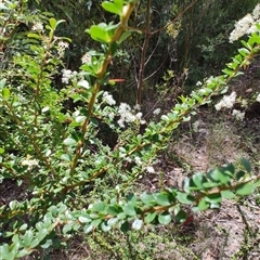 Bursaria spinosa at Genoa, VIC - 23 Dec 2024 01:39 PM