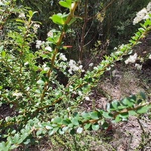 Bursaria spinosa at Genoa, VIC - 23 Dec 2024 01:39 PM