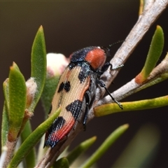 Castiarina mustelamajor (A jewel beetle) at Jerrabomberra, NSW - 24 Dec 2024 by DianneClarke