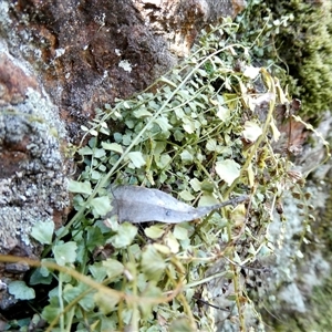 Asplenium flabellifolium at Yass River, NSW - 24 Dec 2024