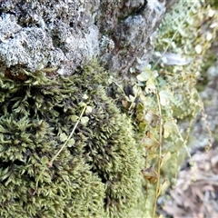 Asplenium flabellifolium at Yass River, NSW - 24 Dec 2024