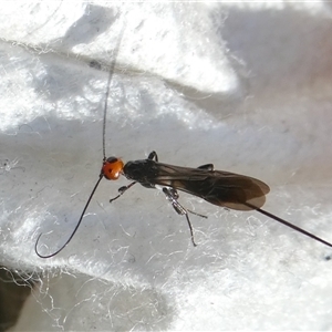 Callibracon capitator (White Flank Black Braconid Wasp) at Yass River, NSW by SenexRugosus