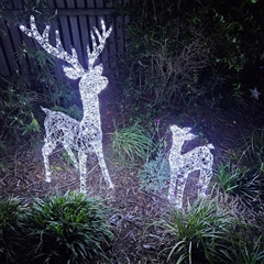 Unidentified Deer at Braidwood, NSW - 24 Dec 2024 by MatthewFrawley