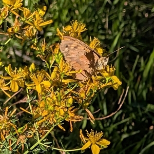 Heteronympha merope at Symonston, ACT - 24 Dec 2024 06:15 PM