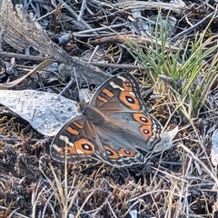 Junonia villida (Meadow Argus) at Symonston, ACT - 24 Dec 2024 by Sheridannew