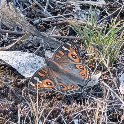 Junonia villida (Meadow Argus) at Symonston, ACT - 24 Dec 2024 by Sheridannew