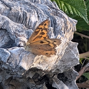 Heteronympha merope at Symonston, ACT - 24 Dec 2024