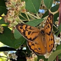 Heteronympha merope (Common Brown Butterfly) at Isaacs, ACT - 7 Dec 2024 by Sheridannew