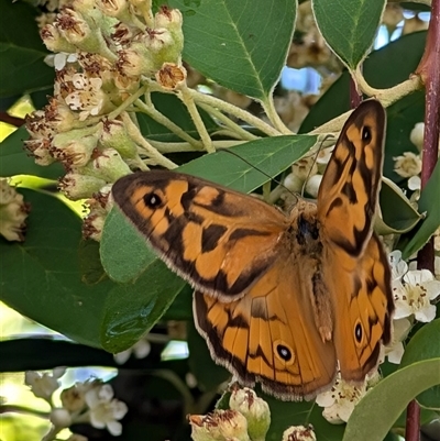 Heteronympha merope (Common Brown Butterfly) at Isaacs, ACT - 7 Dec 2024 by Sheridannew