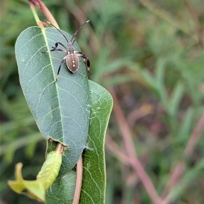 Mictis profana (Crusader Bug) at Isaacs, ACT - 22 Dec 2024 by Sheridannew