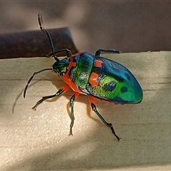 Scutiphora pedicellata (Metallic Jewel Bug) at Cook, ACT - 24 Dec 2024 by IdleWanderer