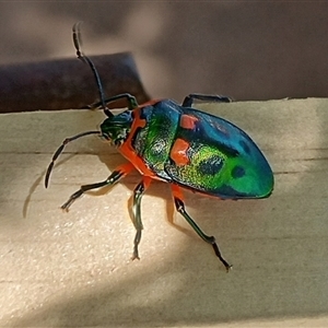 Scutiphora pedicellata (Metallic Jewel Bug) at Cook, ACT by IdleWanderer