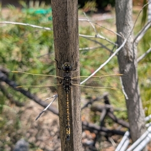 Anax papuensis (Australian Emperor) at Isaacs, ACT by Sheridannew