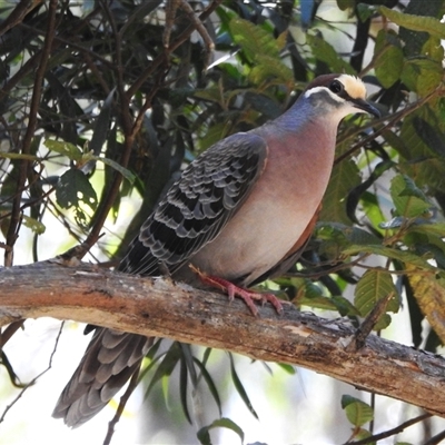 Phaps chalcoptera (Common Bronzewing) at Uriarra Village, ACT - 24 Dec 2024 by JohnBundock