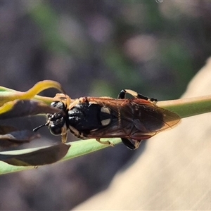 Perginae sp. (subfamily) (Unidentified pergine sawfly) at Jingera, NSW by clarehoneydove