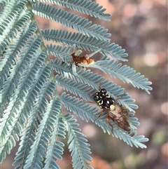 Perginae sp. (subfamily) (Unidentified pergine sawfly) at Jingera, NSW - 23 Dec 2024 by clarehoneydove