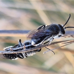 Leioproctus sp. (genus) at Jingera, NSW - 23 Dec 2024 06:19 PM