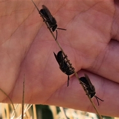 Leioproctus sp. (genus) at Jingera, NSW - 23 Dec 2024 06:19 PM