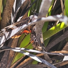 Synemon sp. (genus) at Boolijah, NSW - 24 Dec 2024 by Csteele4