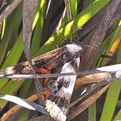 Synemon magnifica at Boolijah, NSW - 24 Dec 2024 02:31 PM