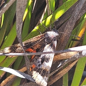 Synemon magnifica at Boolijah, NSW - 24 Dec 2024 02:31 PM