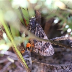 Synemon magnifica at Boolijah, NSW - 24 Dec 2024