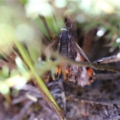 Synemon magnifica at Boolijah, NSW - 24 Dec 2024