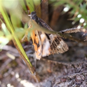 Synemon magnifica at Boolijah, NSW - 24 Dec 2024