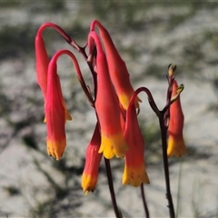 Blandfordia nobilis (Christmas Bells) at Jerrawangala, NSW - 24 Dec 2024 by Csteele4