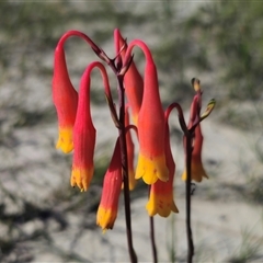 Blandfordia nobilis at Jerrawangala, NSW - suppressed