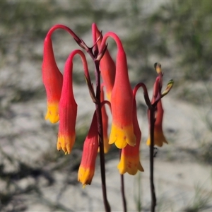 Blandfordia nobilis at Jerrawangala, NSW - suppressed