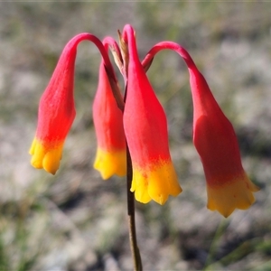 Blandfordia nobilis at Jerrawangala, NSW - suppressed