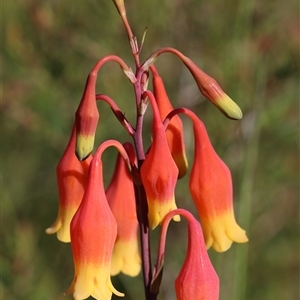 Blandfordia nobilis at Jerrawangala, NSW - suppressed