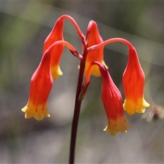 Blandfordia nobilis at Jerrawangala, NSW - suppressed