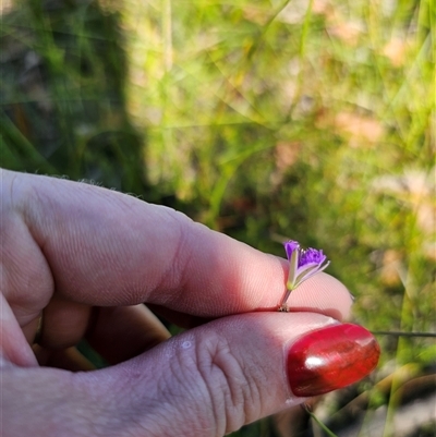 Thysanotus juncifolius (Branching Fringe Lily) at Jerrawangala, NSW - 24 Dec 2024 by Csteele4