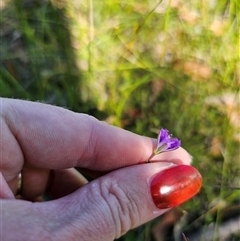 Thysanotus juncifolius at Jerrawangala, NSW - 24 Dec 2024