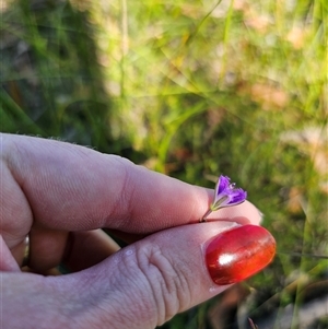 Thysanotus juncifolius at Jerrawangala, NSW - 24 Dec 2024 04:25 PM