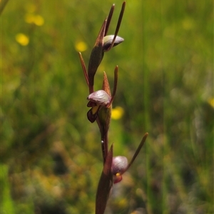 Orthoceras strictum at Jerrawangala, NSW - suppressed