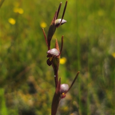 Orthoceras strictum (Horned Orchid) at Jerrawangala, NSW - 24 Dec 2024 by Csteele4