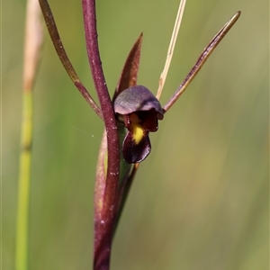 Orthoceras strictum at Jerrawangala, NSW - suppressed