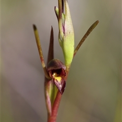 Orthoceras strictum at Jerrawangala, NSW - suppressed