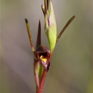 Orthoceras strictum at Jerrawangala, NSW - suppressed