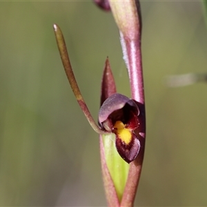 Orthoceras strictum at Jerrawangala, NSW - suppressed