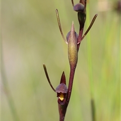 Orthoceras strictum at Jerrawangala, NSW - suppressed