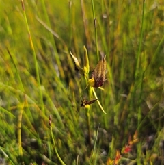 Cryptostylis erecta (Bonnet Orchid) at Jerrawangala, NSW - 24 Dec 2024 by Csteele4