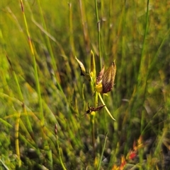 Cryptostylis erecta at Jerrawangala, NSW - suppressed