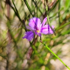 Thysanotus juncifolius (Branching Fringe Lily) at Coolumburra, NSW - 24 Dec 2024 by Csteele4