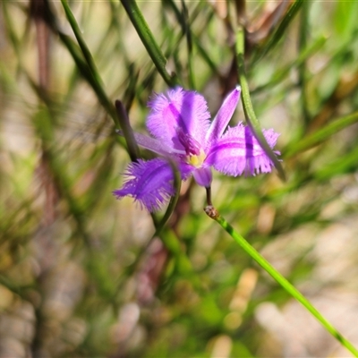 Thysanotus juncifolius (Branching Fringe Lily) at Coolumburra, NSW - 24 Dec 2024 by Csteele4