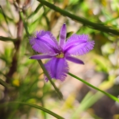 Thysanotus juncifolius at Coolumburra, NSW - 24 Dec 2024